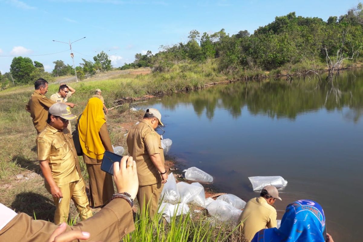 Dinas Perikanan Kotabaru tebar 50 ribu bibit ikan papuyu