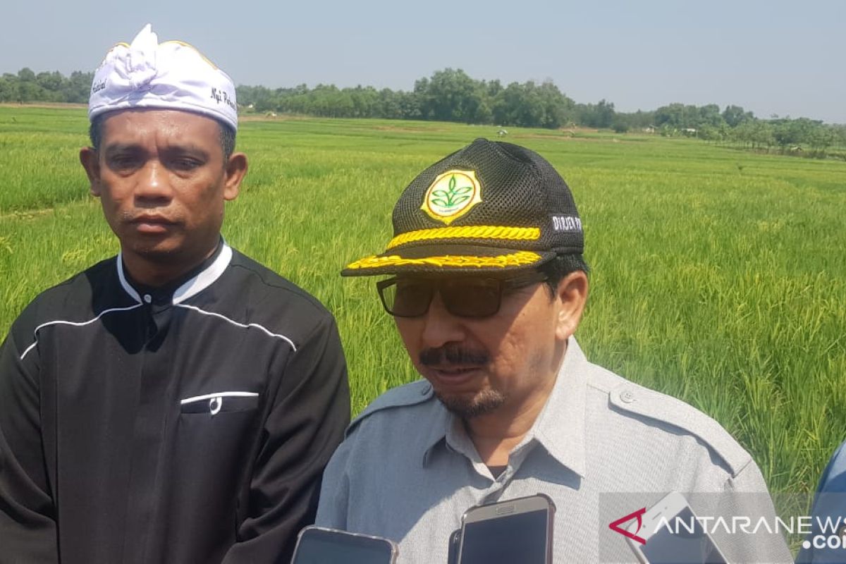 Kementan: Pompanisasi dan pembuatan embung bisa atasi kekeringan