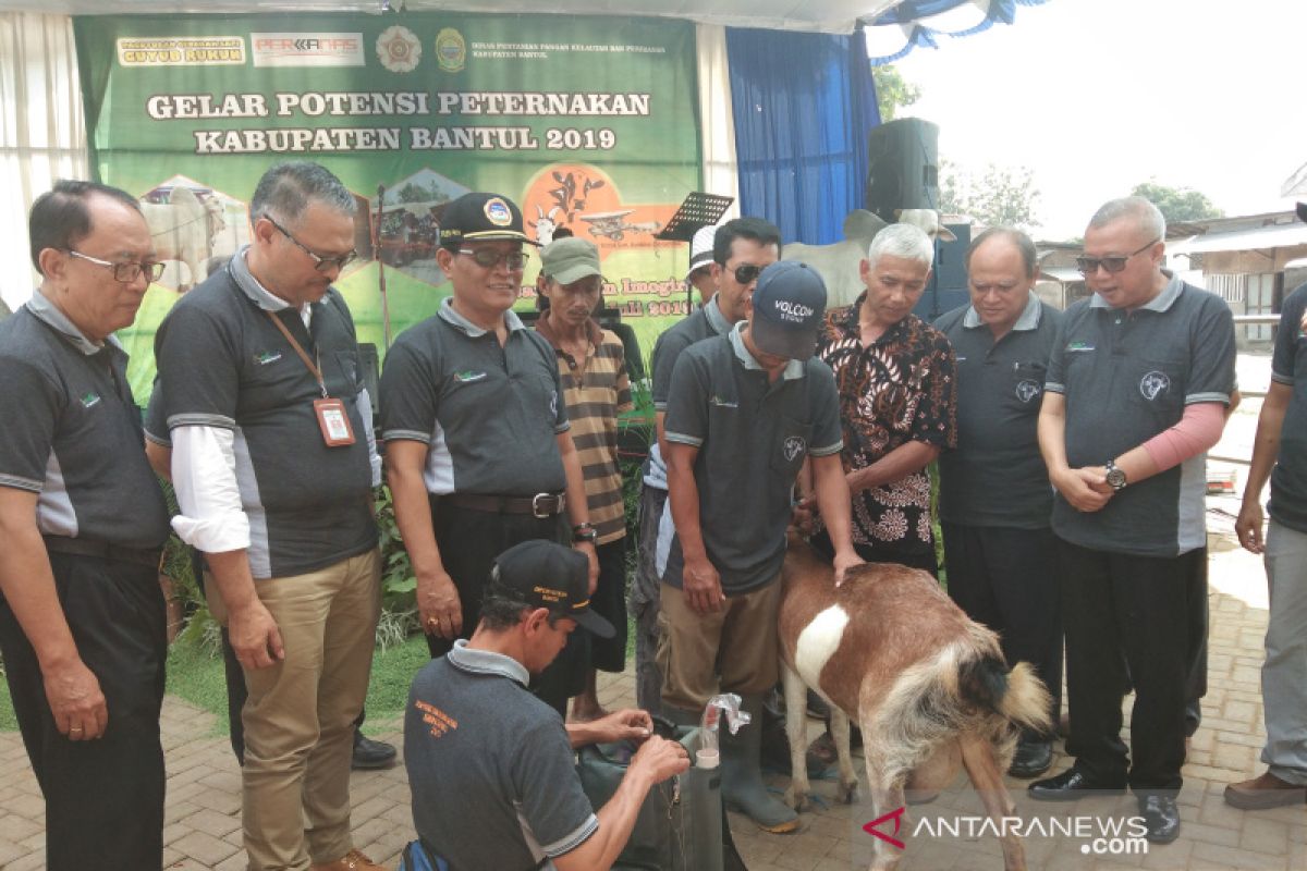 Gelar Potensi Peternakan Bantul memperlihatkan potensi sapi dan kambing