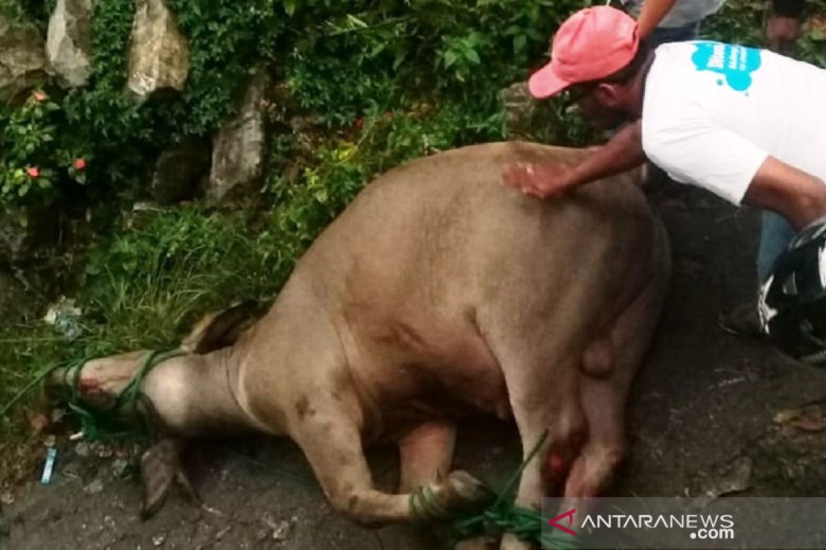 Heboh, kerbau lepas seruduk sejumlah kendaraan di pasar Padang Panjang