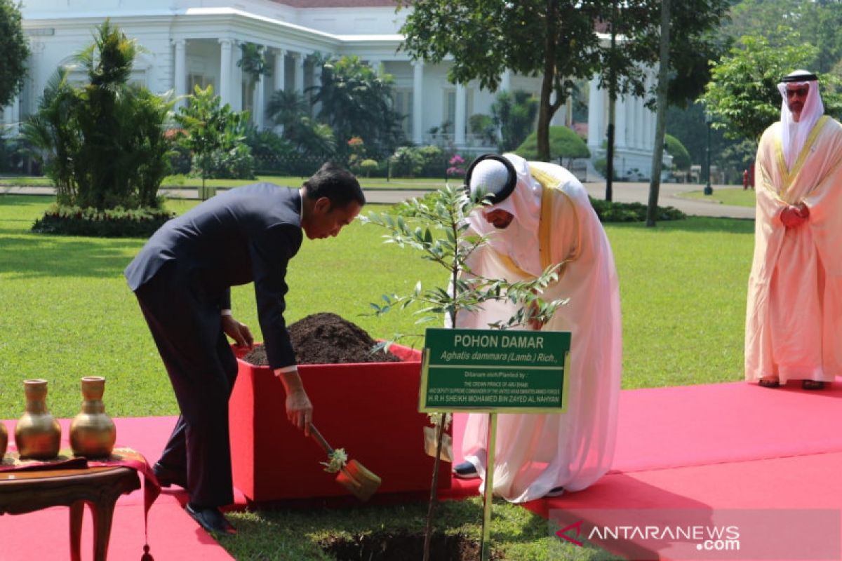 Presiden Jokowi dan Sheikh Mohamed tanam pohon damar di Istana Bogor