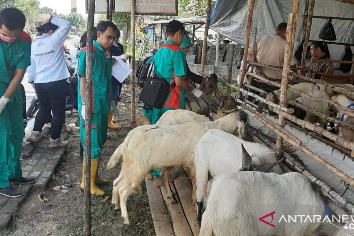 Distan Bangka temukan 30 persen kambing kurban kurang sehat (Video)