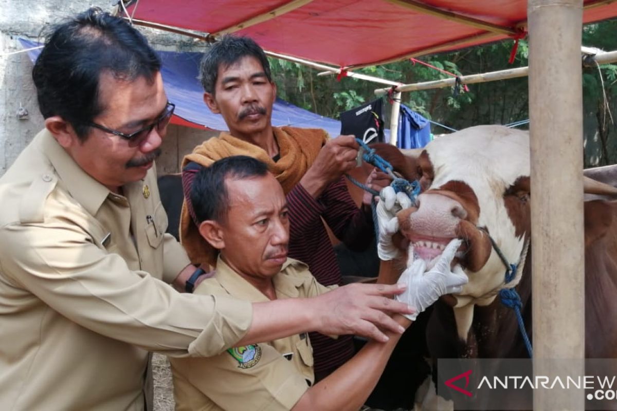 Kota Tangerang meningkatkan pengawasan hewan ternak potong