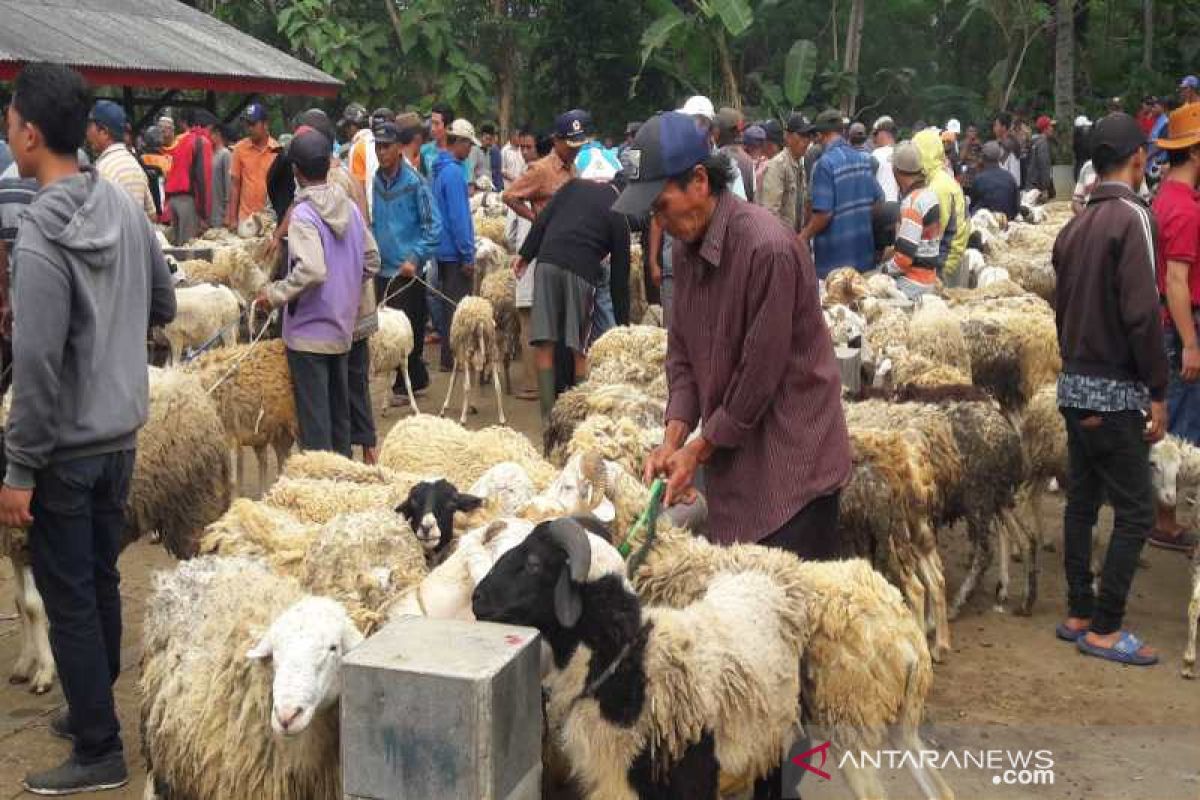 Temanggung siap pasok domba ke luar daerah