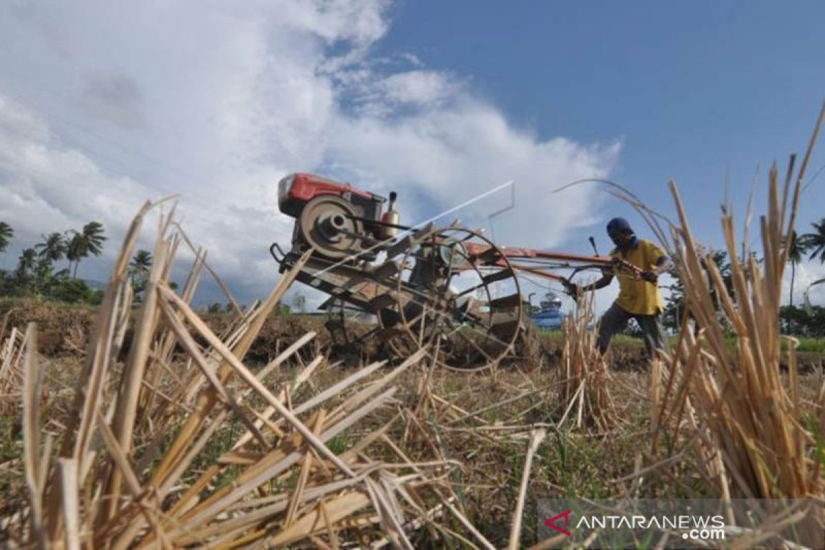 Produksi padi di Palu  pascagempa 1.928 ton