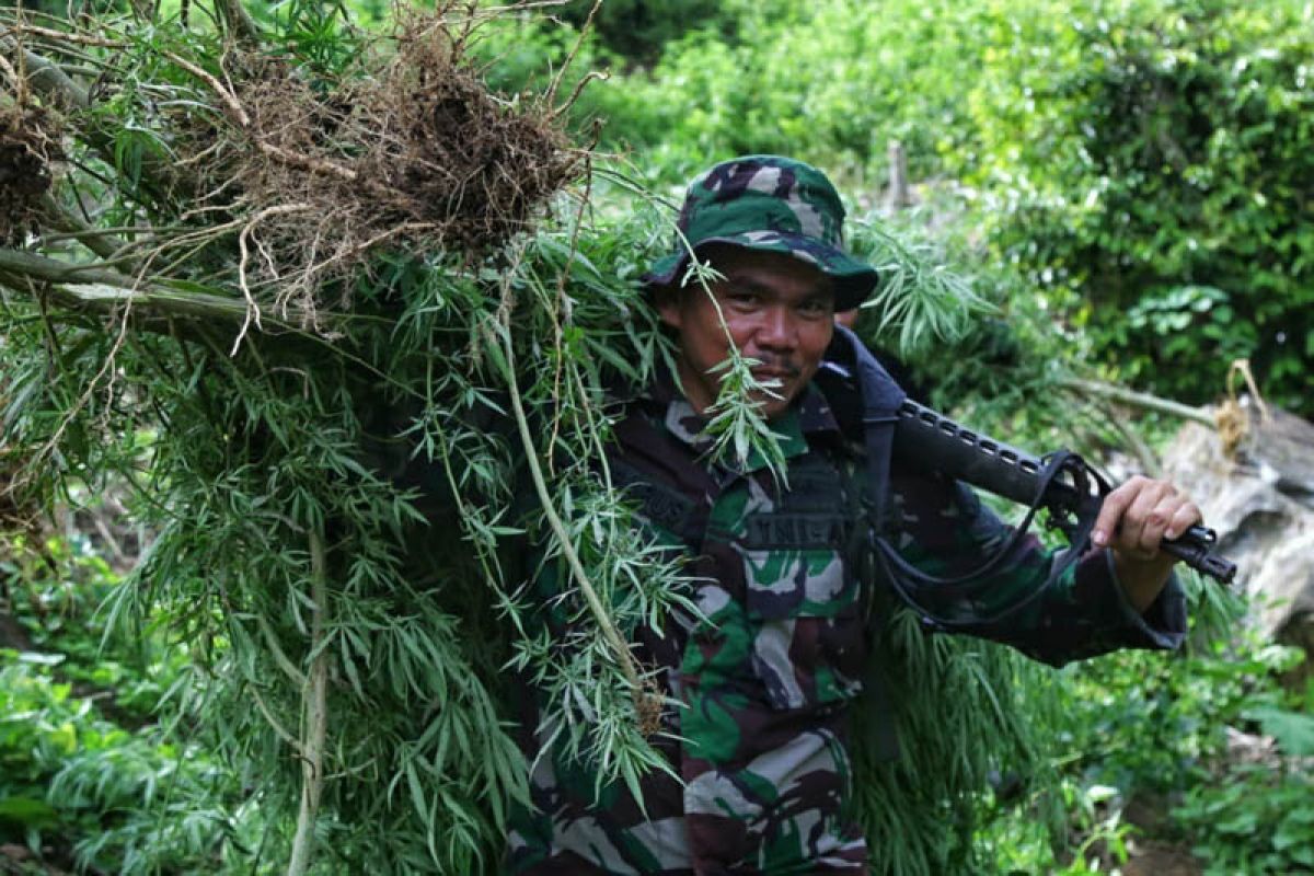 BNN musnahkan dua hektare ladang ganja di  Aceh Selatan