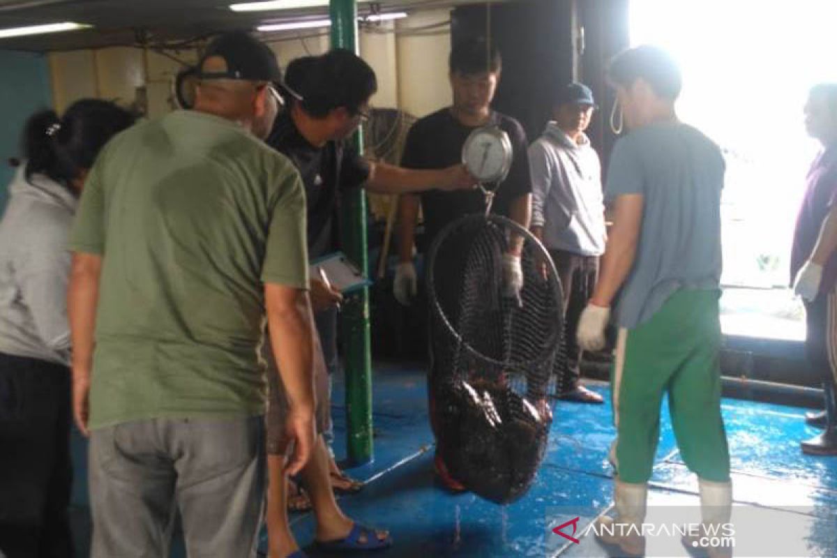 10 ton ikan kerapu hidup diekspor ke Hongkong