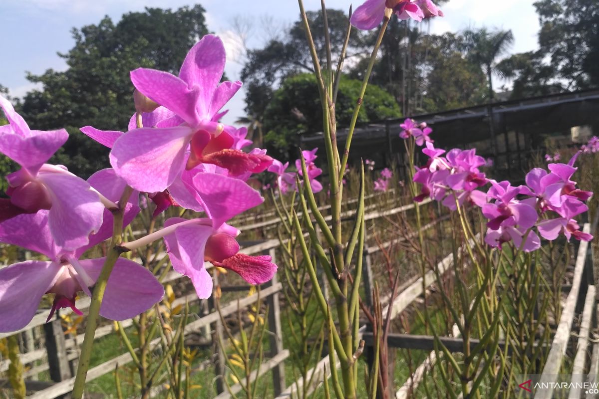 Taman Anggrek Sri Soedewi jadi  kawasan agrowisata dan edukasi