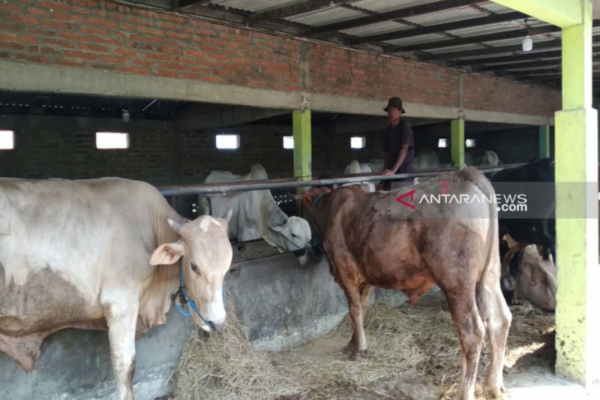 Kulon Progo minta panitia urus izin lokasi potong hewan kurban