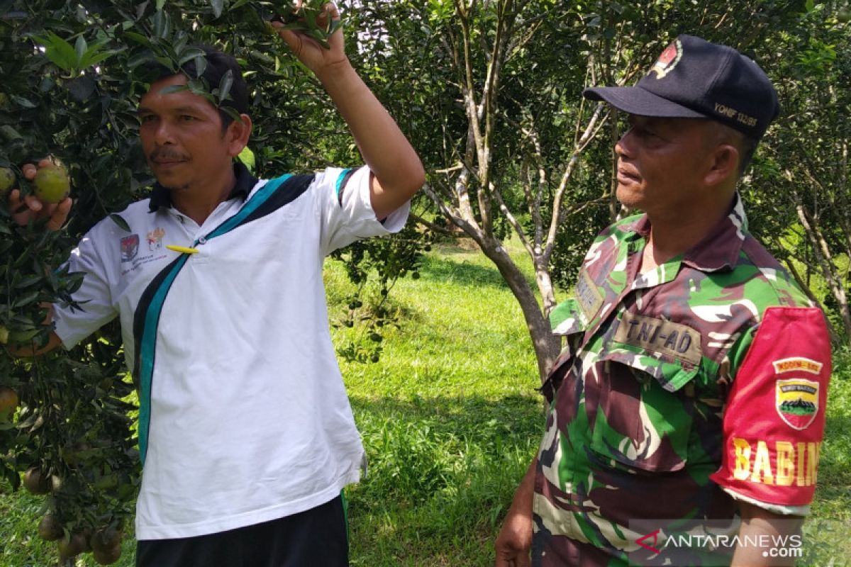 Desa Balung menuju sentra penghasil jeruk di Riau