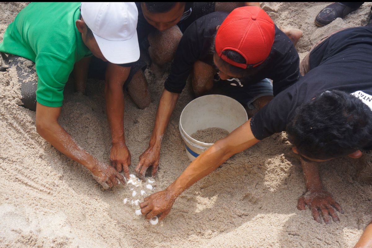 Warga pesisir Tulungagung tangkarkan telur penyu langka terancam predator