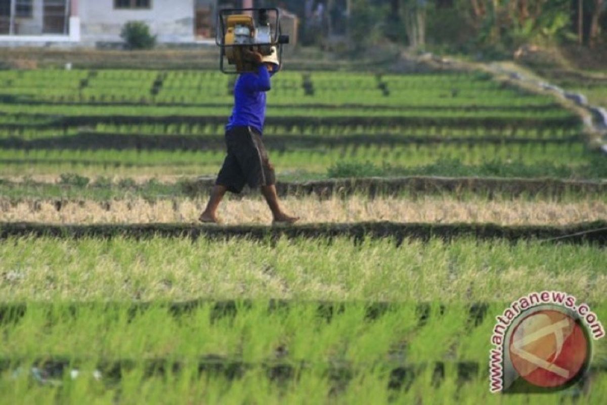 700 hektare sawah di Cirebon alami gagal panen