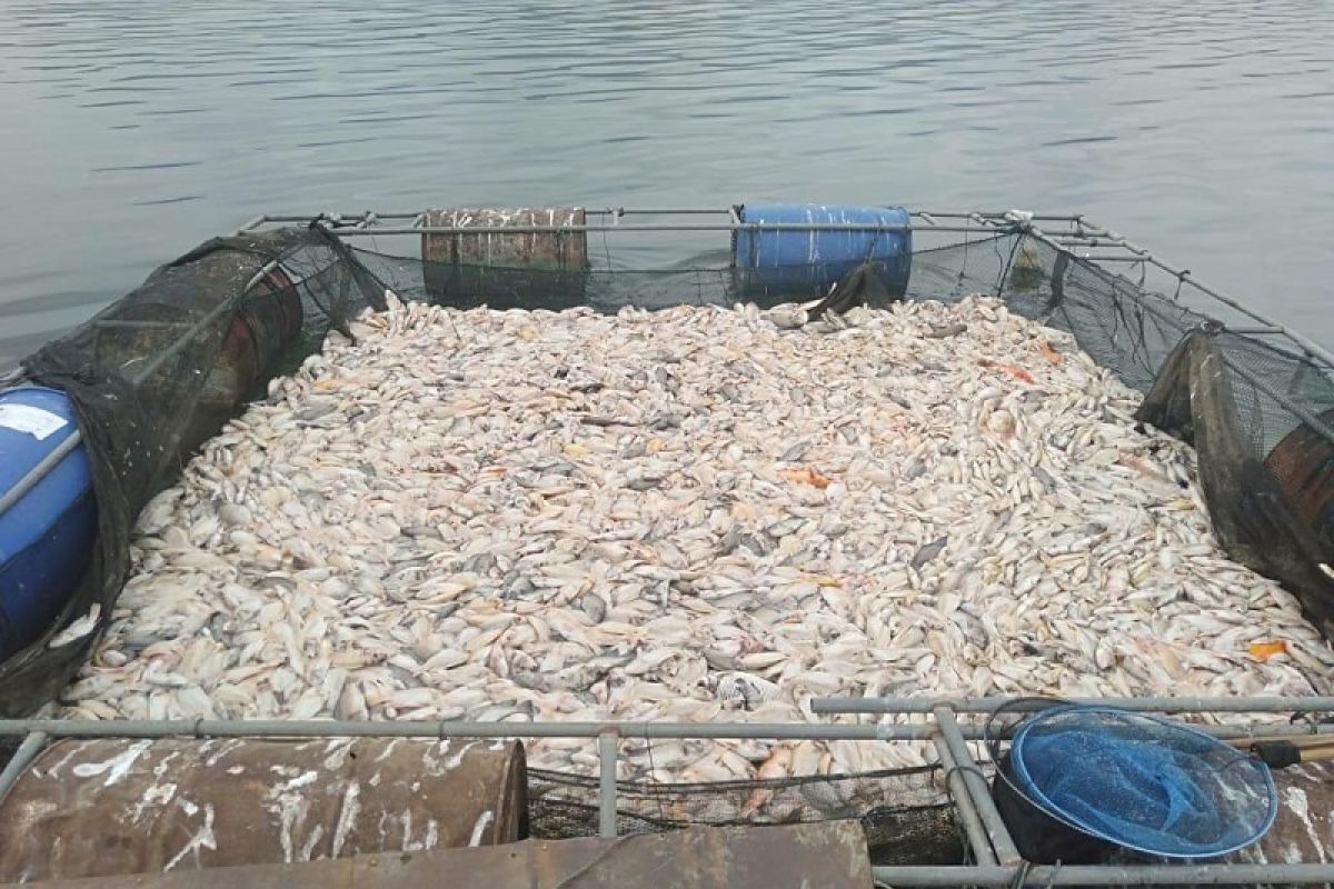 Puluhan ton ikan di Waduk Wadaslintang mati mendadak