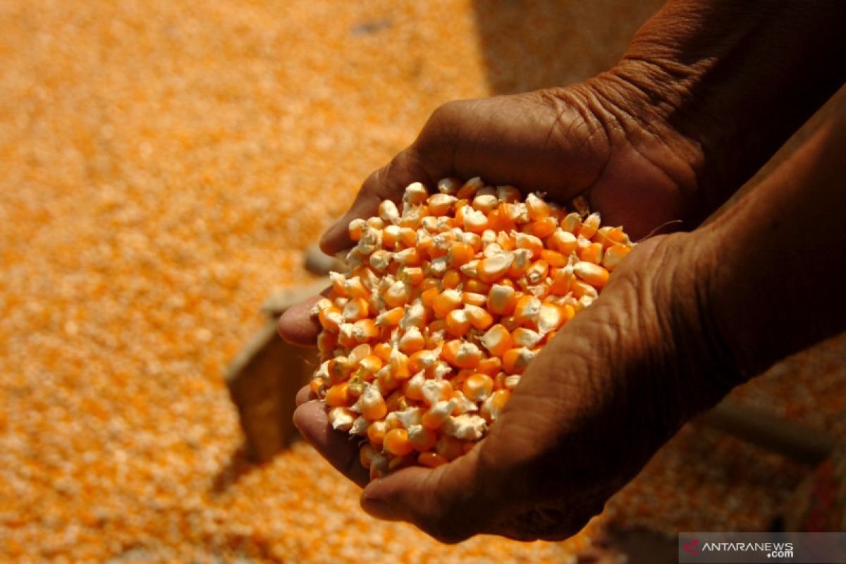 Gorontalo ekspor 12.000 ton jagung ke Filipina