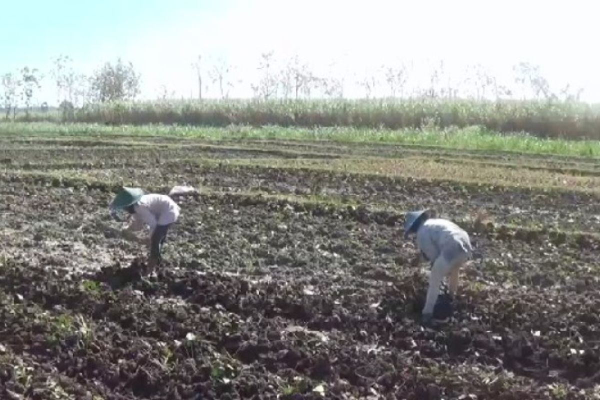 Petani Ngawi beralih tanam palawija dan tembakau saat kemarau