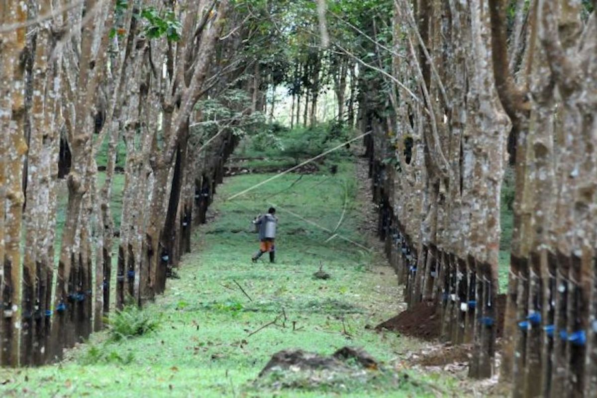 Produksi karet Sumsel melorot 60 persen akibat penyakit gugur daun