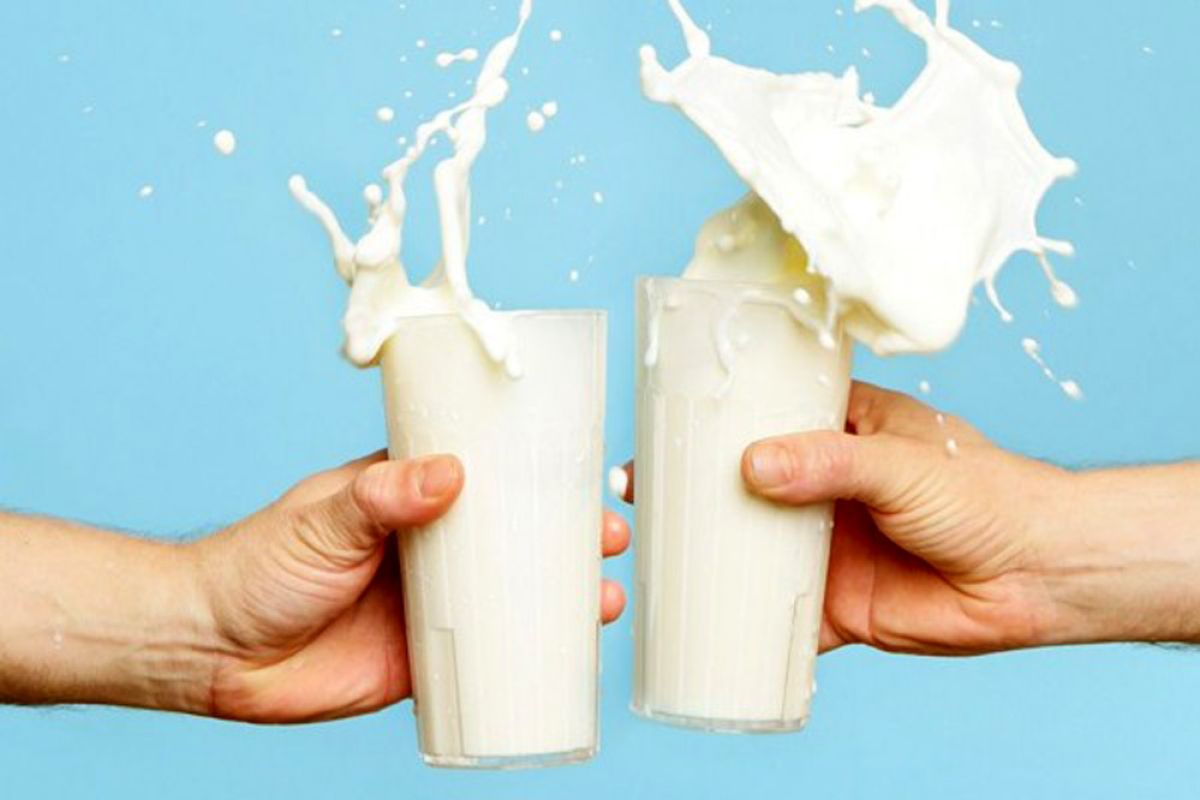 Susu merupakan media yang mudah ditumbuhi mikroorganism