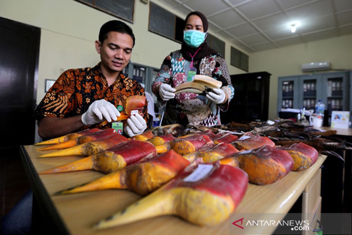 Rampasan negara cula rangkong gading