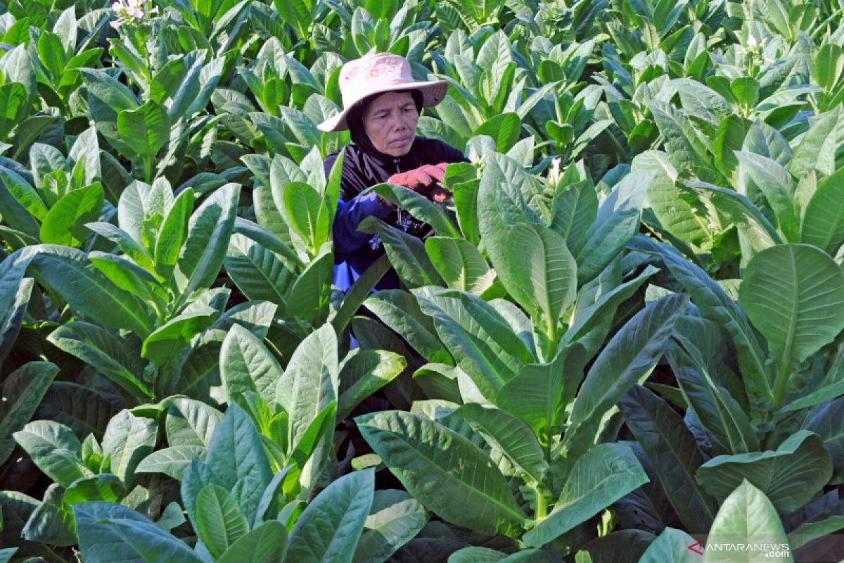 Lindungi petani, APTI desak Pemprov Jatim membuat regulasi tembakau