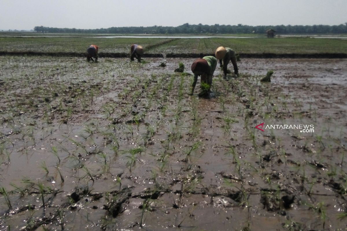 Alokasi Pupuk Urea Lampung Timur Tahun 2019 40 ribu ton