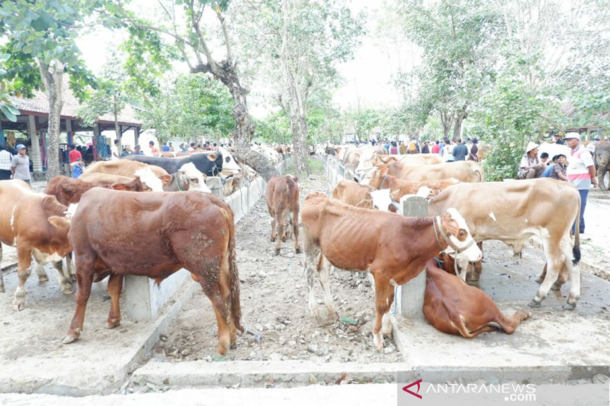 Pemkab Sleman menjamin stok hewan kurban mencukupi