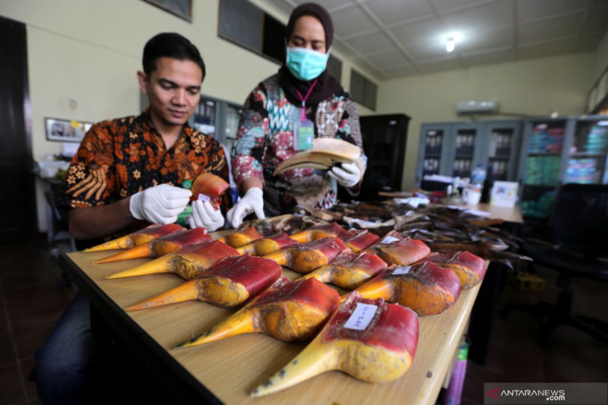 Peneliti burung Rangkong asal Indonesia terima penghargaan Whitley Award 2020 dari Inggris