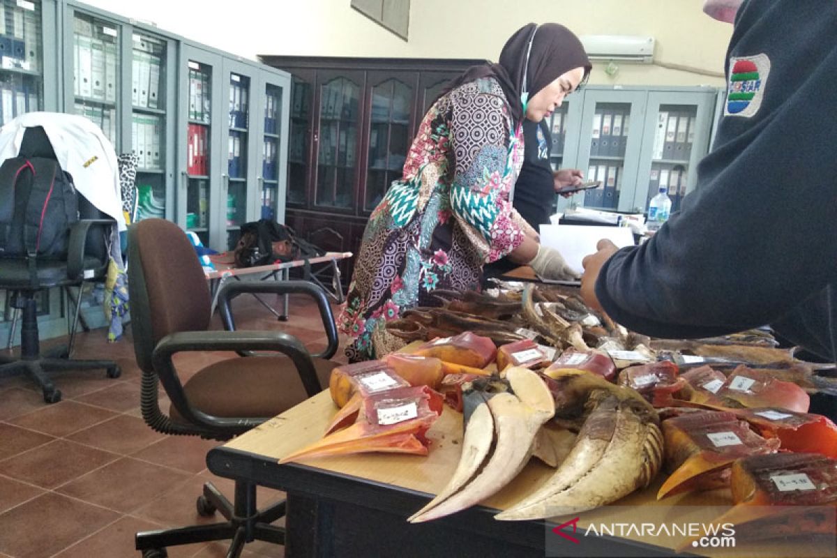 BKSDA Aceh amankan 37 bagian tubuh satwa  dilindungi