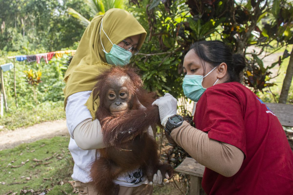 Bayi orang utan di Ketapang diselamatkan