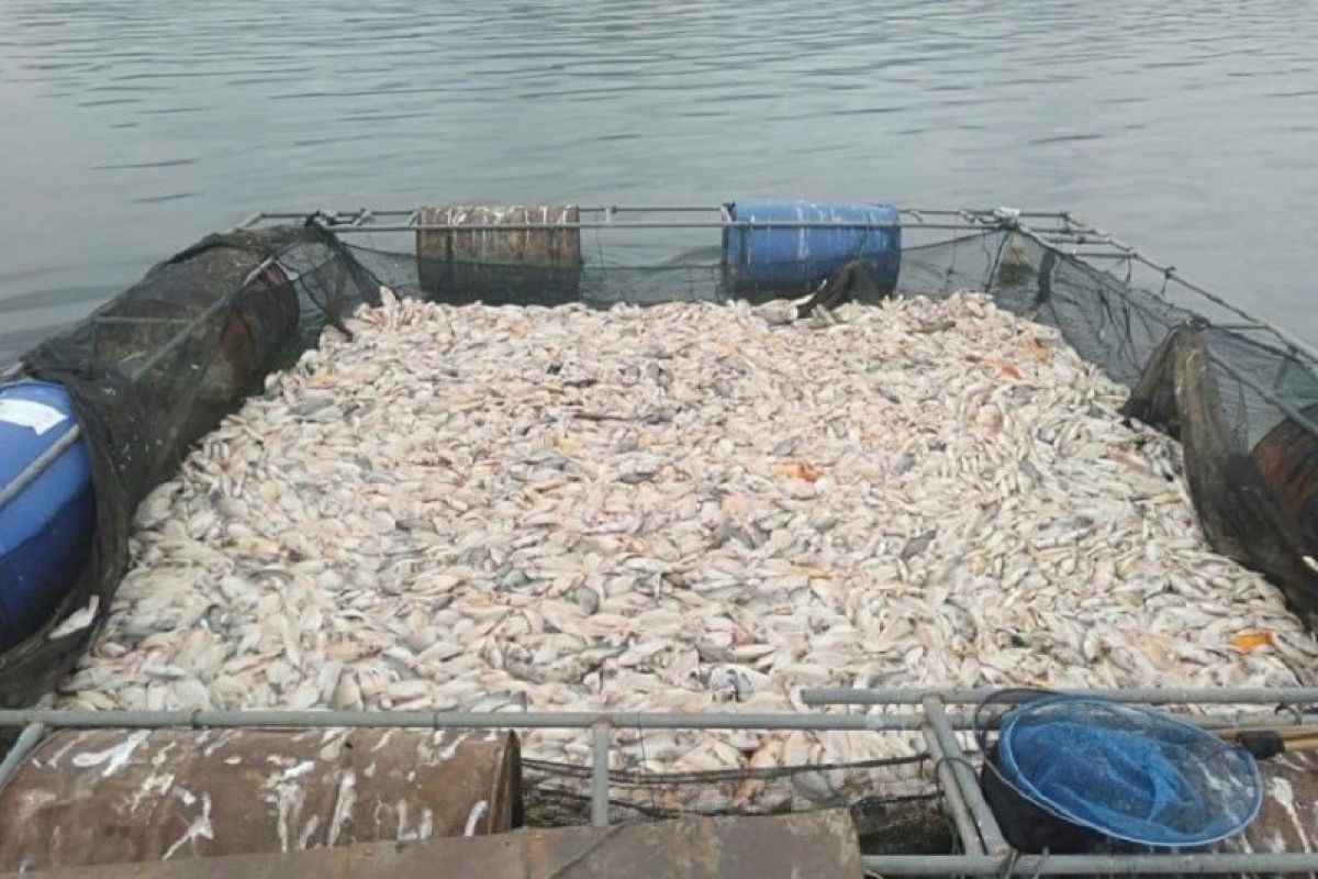 BKIPM: Fenomena "upwelling" sebabkan kematian puluhan ton ikan Waduk Wadaslintang