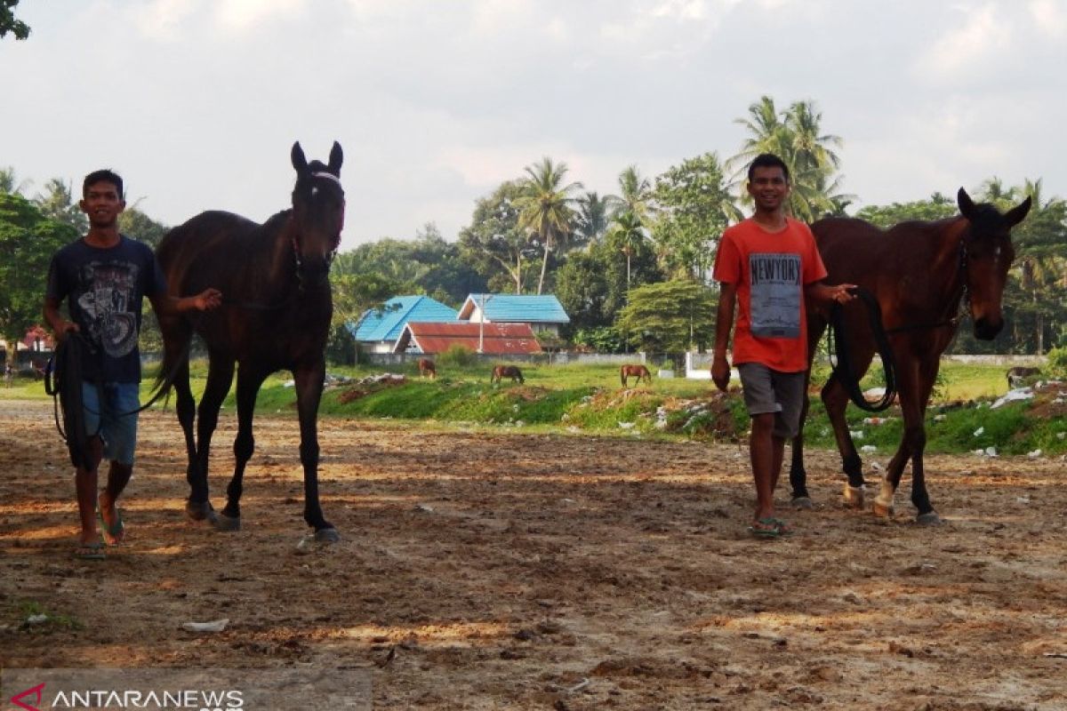 Mengintip rahasia perawatan kuda pacu Payakumbuh