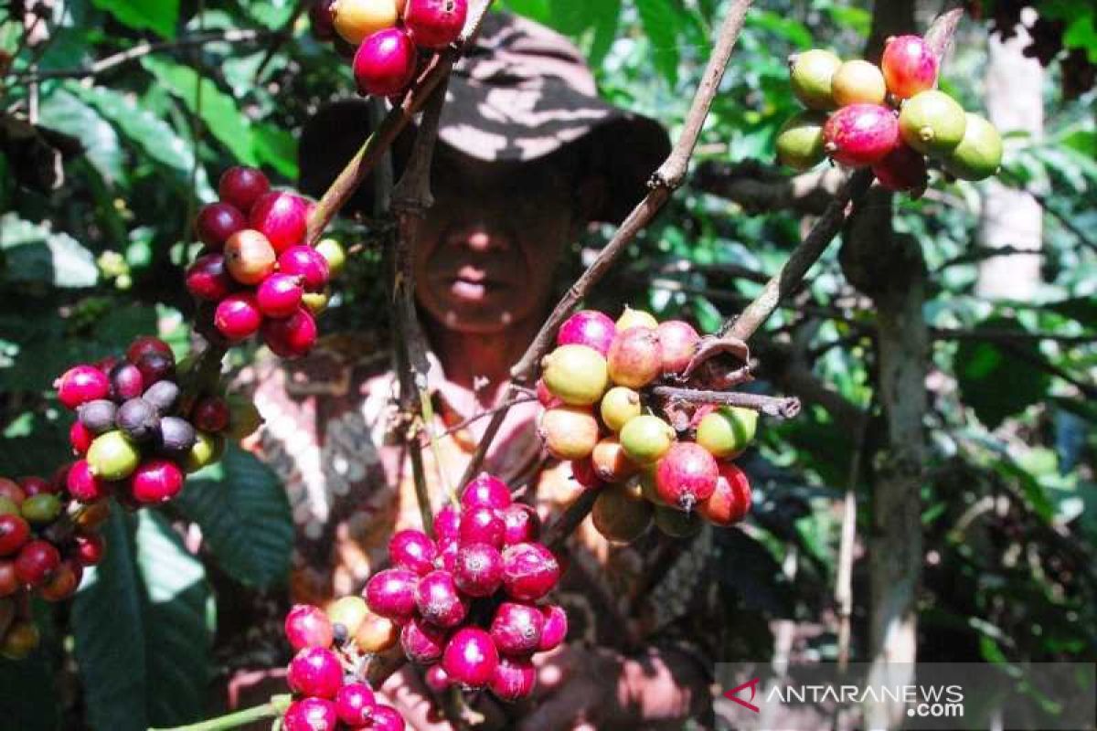 Kopi arabika di Temanggung dijual Rp9.250 per kilogram