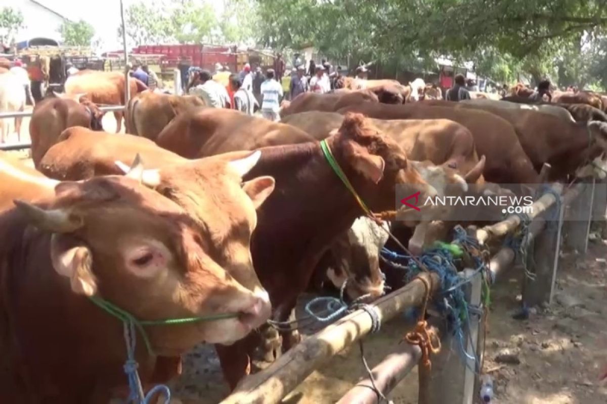 Harga hewan kurban di Ngawi naik jelang Idul Adha