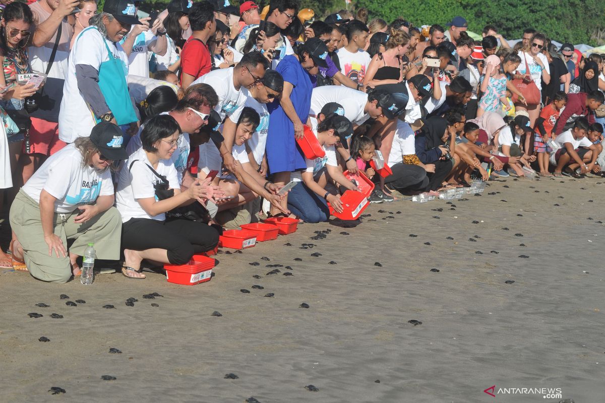 Jumlah induk penyu bertelur di pesisir Tulungagung turun drastis
