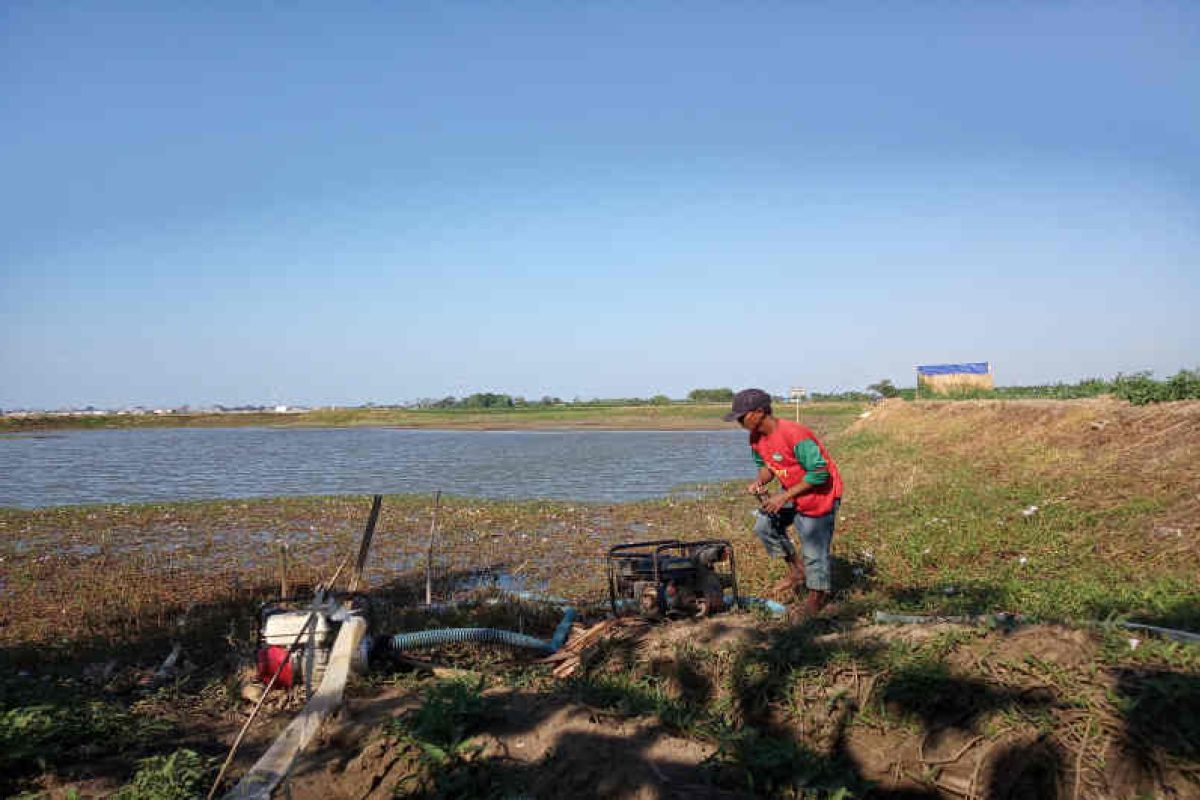 Kekeringan akibatkan 5.666 hektare sawah di Indramayu gagal panen