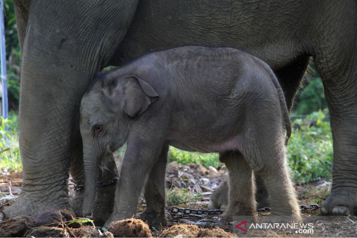 Pasca melahirkan, induk dan anak gajah tumbuh sehat