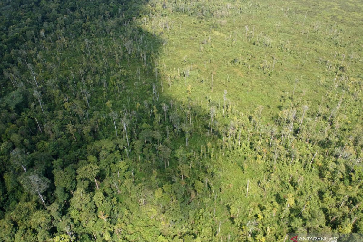 Mighty Earth beberkan temuan deforestasi