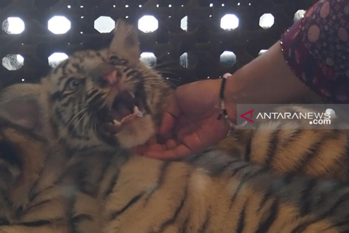 Tiga bayi harimau Taman Safari Prigen terbilang istimewa (Video)