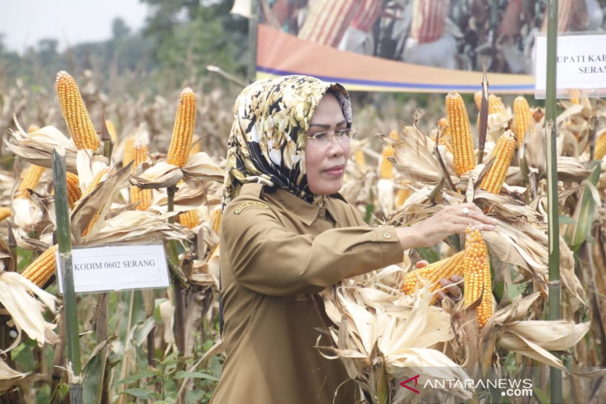 Pemkab Serang optimalkan tim SKPG hadapi musim kering.