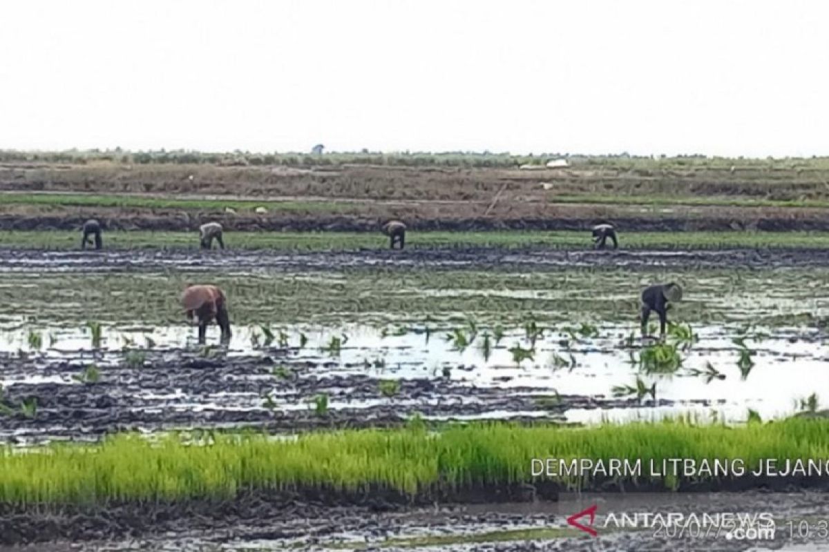 Balitbangtan kembangkan budi daya ternak itik di lahan rawa