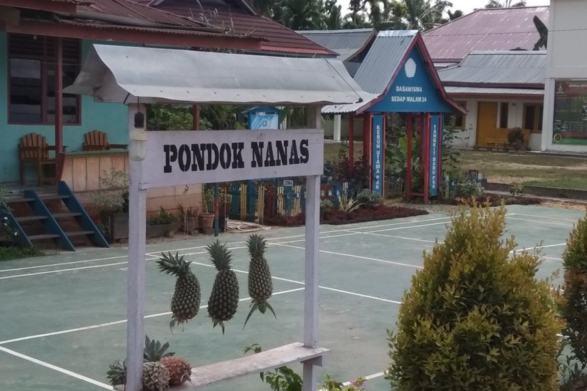 Pondok Nanas berjejer di Desa Tangkit Baru