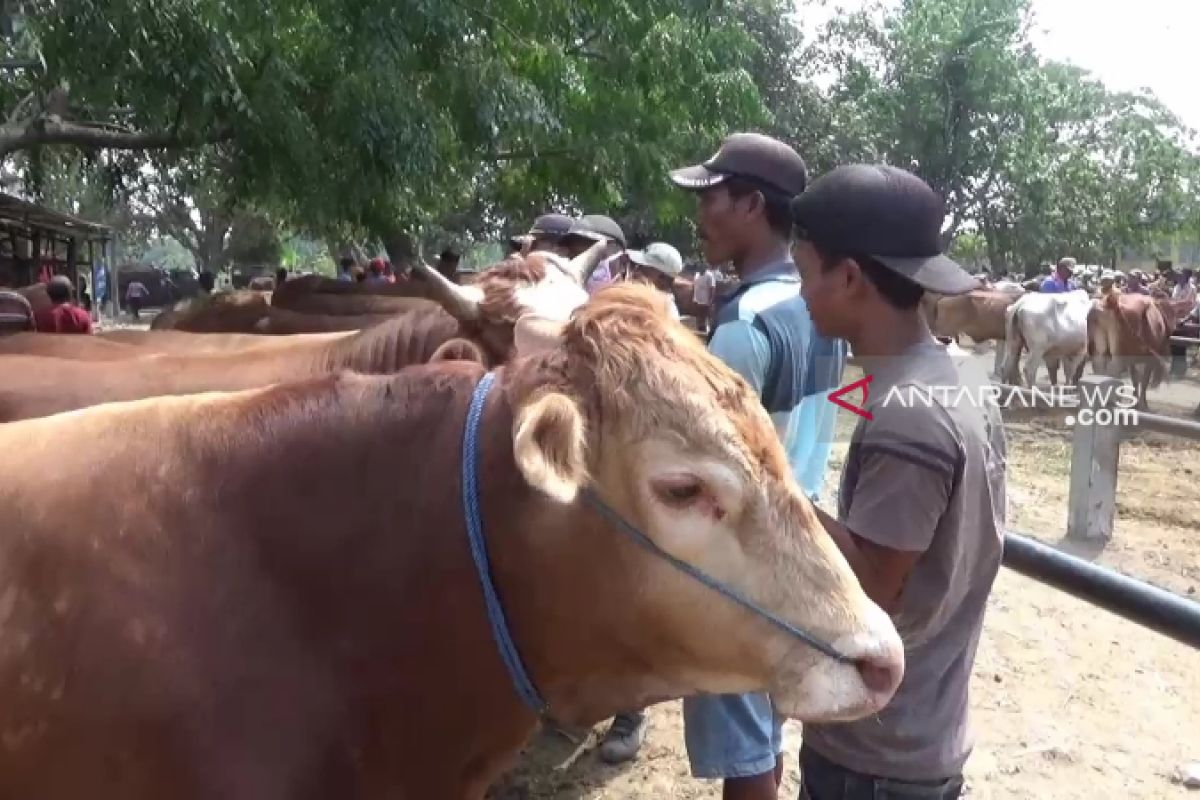 Penjualan hewan kurban di Ngawi meningkat jelang Idul Adha