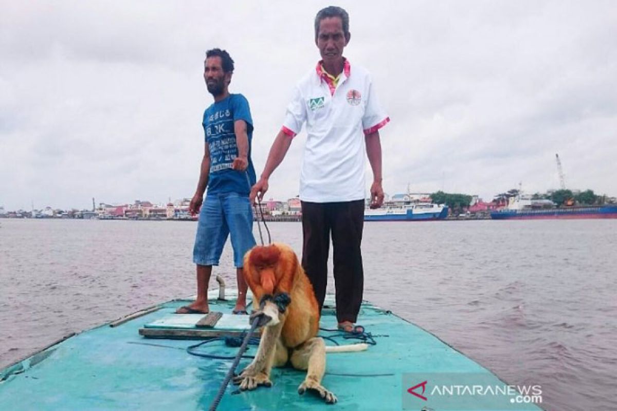 Alih fungsi lahan di Kotawaringin Timur ancam populasi Bekantan