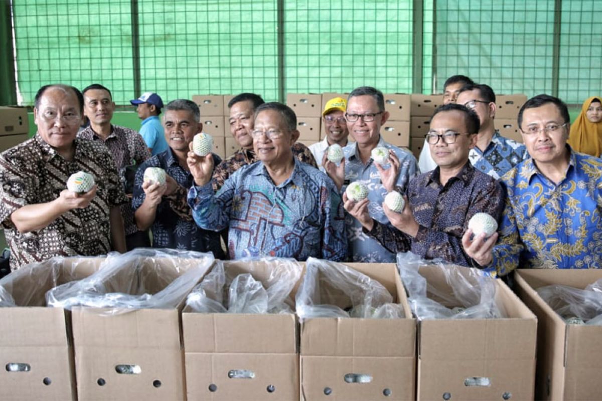 Darmin Nasution: Pisang Mas Lampung Jadi Contoh Peningkatan Ekspor