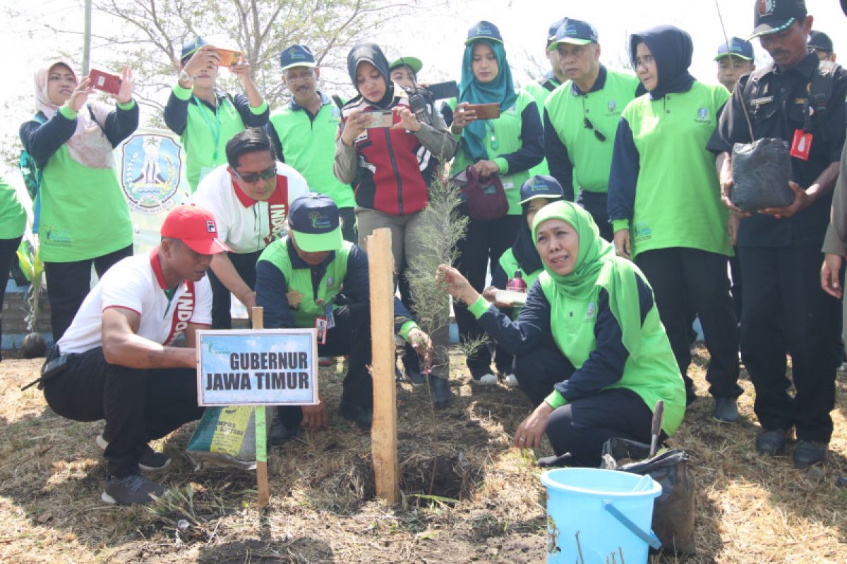 Cegah abrasi, warga Jatim diajak tanam cemara udang