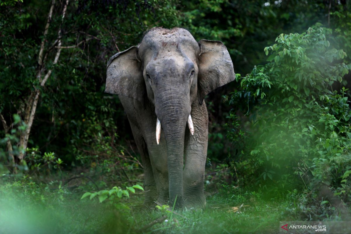 Puluhan gajah liar kembali rusak kebun di Aceh Jaya