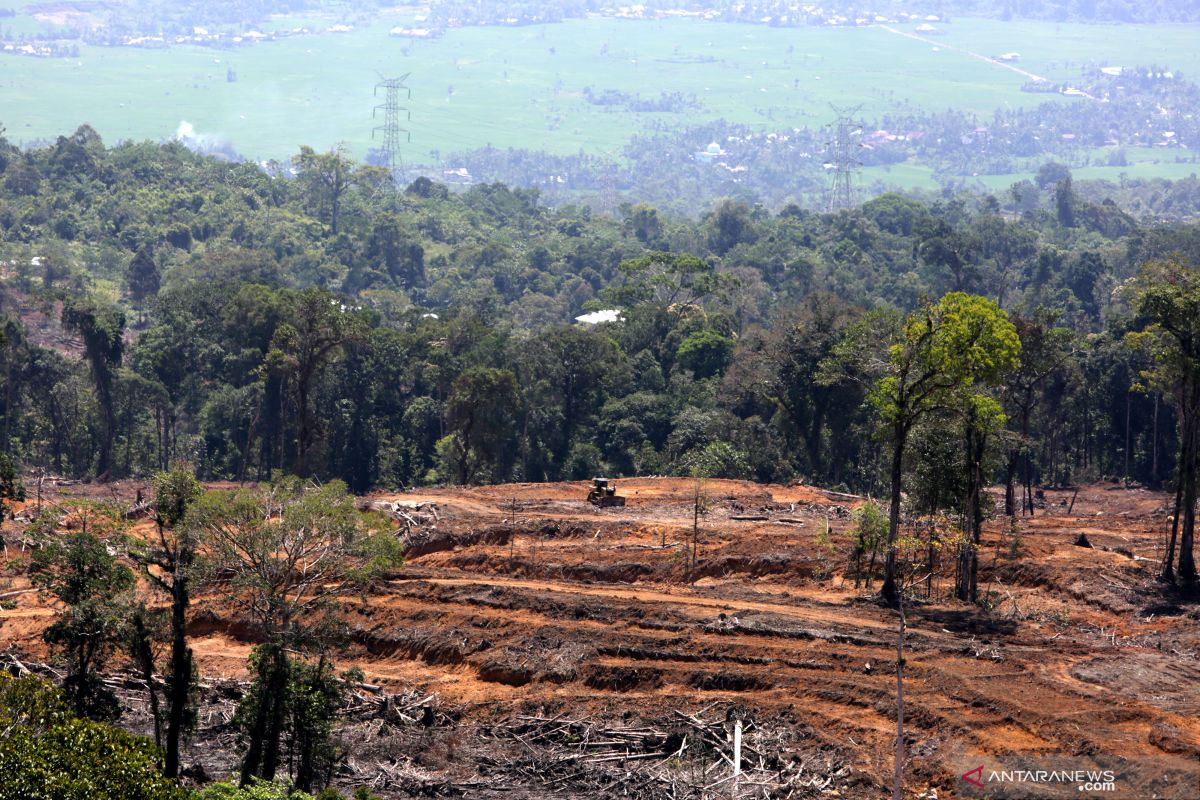 Direktur Madani:  Perluas hutan untuk capai target penurunan GRK