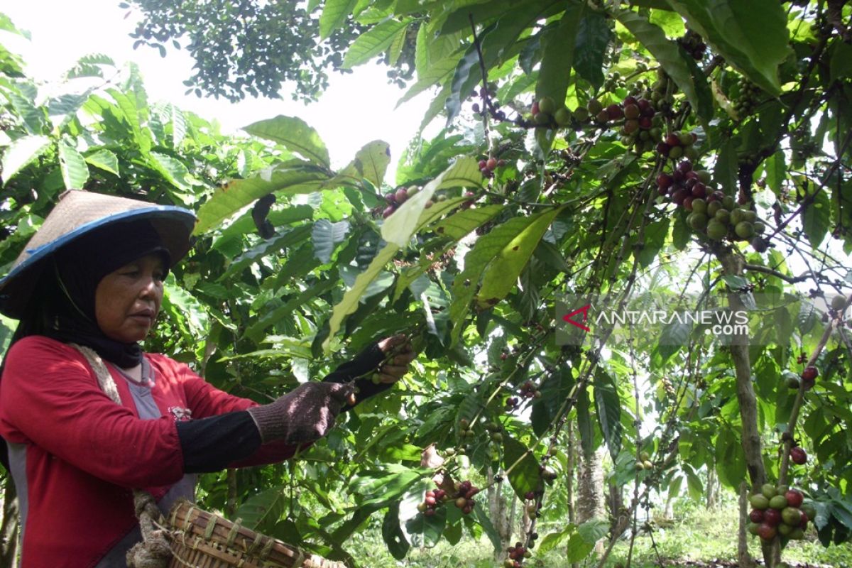 Harga biji kopi di Rejang Lebong turun