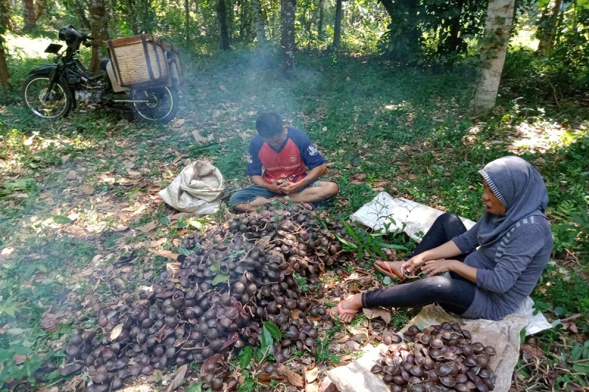 Petani jengkol dapat berkah dari kemarau