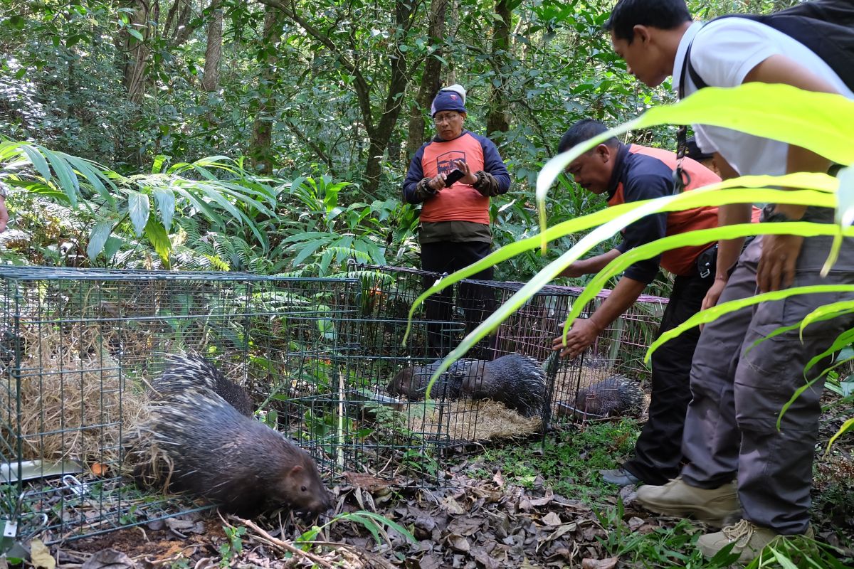 Six Javanese porcupines released into Lake Buyan Natural Park