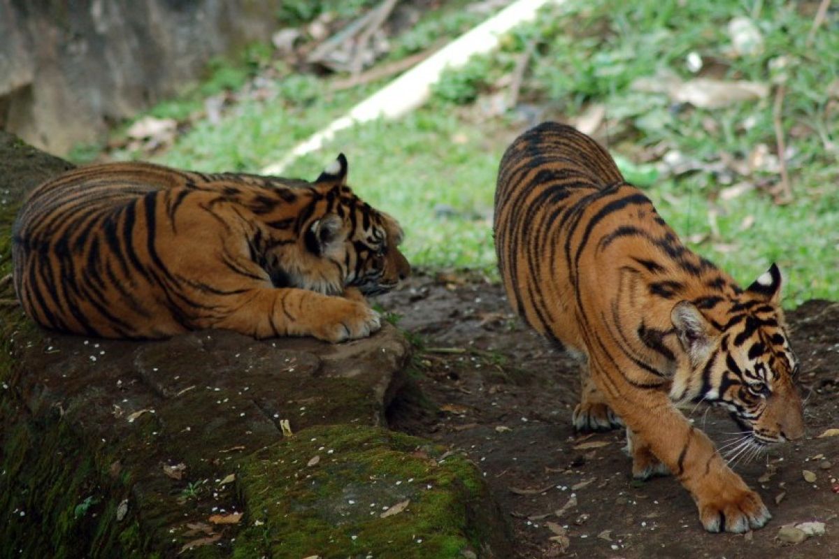 Dua harimau sumatera dilepasliarkan ke habitatnya di Riau